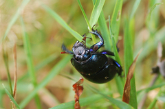 Anoplotrupes stercorosus