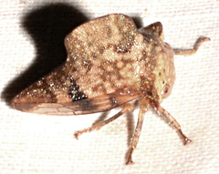 Telamona maculata