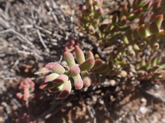 Crassula mesembryanthoides