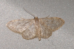 Idaea blaesii