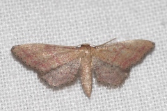 Idaea infirmaria