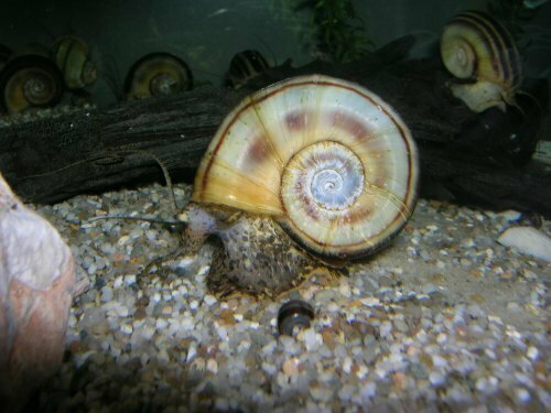 Giant Ramshorn Snail