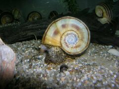 Giant Ramshorn Snail