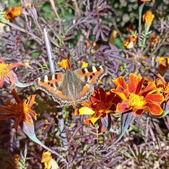 Aglais caschmirensis