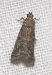 Ephestia woodiella
