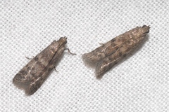 Ephestia woodiella
