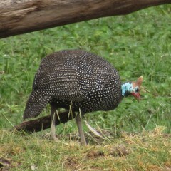 Numida meleagris reichenowi