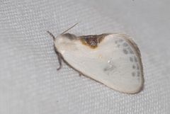 Cilix hispanica