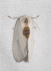 Cilix hispanica