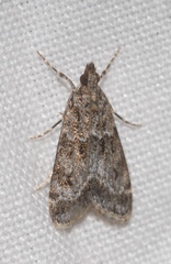 Eudonia mercurella