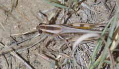 Melanoplus packardii