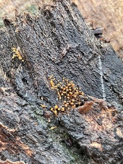 Hydropisphaera peziza