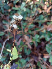 Ageratina jucunda