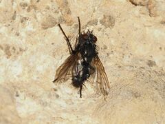 Periscepsia spathulata