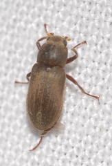Pomatinus substriatus