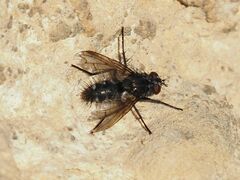 Periscepsia spathulata