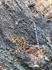 Hydropisphaera peziza