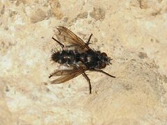 Periscepsia spathulata