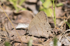 Euptychiina