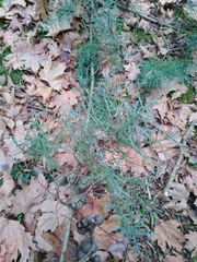 Cupressus glabra