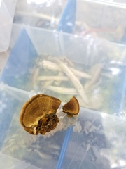 Inonotus