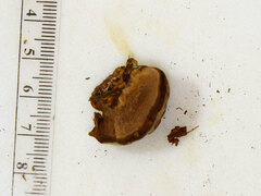 Inonotus