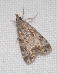 Eudonia mercurella
