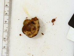 Inonotus