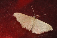 Idaea obsoletaria
