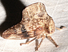 Telamona maculata