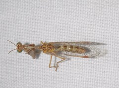 Mantispa styriaca
