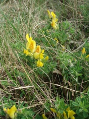 Chamaecytisus hirsutus