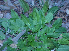 Rumex acetosa