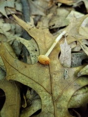 Marasmius strictipes
