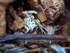 Reticulitermes flavipes