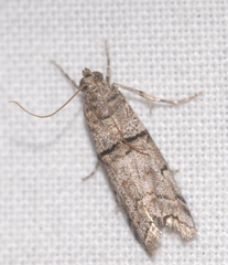 Acrobasis romanella