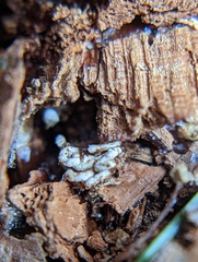 Reticulitermes flavipes