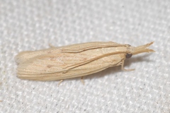 Ematheudes punctella