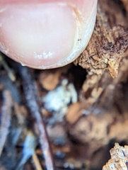 Reticulitermes flavipes