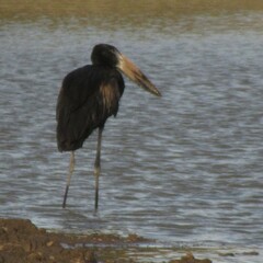 Anastomus lamelligerus