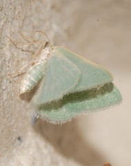 Phaiogramma etruscaria
