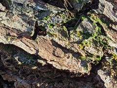 Agrobacterium radiobacter