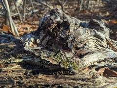 Agrobacterium radiobacter