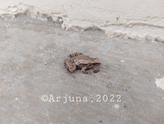 Microhyla palmipes