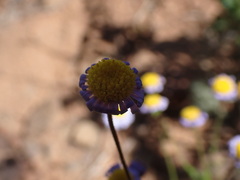 Felicia muricata