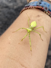 Stagmatoptera