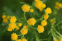 Jacobaea vulgaris dunensis