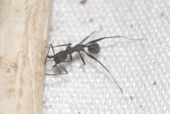 Aphaenogaster senilis