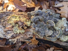 Trametes versicolor