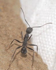 Aphaenogaster senilis
